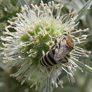 Colletes hylaeiformis, W Colletes hylaeiformis, W