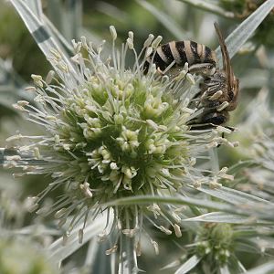 Colletes hylaeiformis, W Colletes hylaeiformis, W
