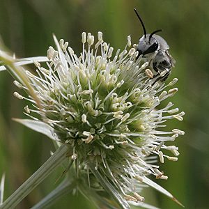 Colletes hylaeiformis, M Colletes hylaeiformis, M