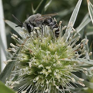 Colletes hylaeiformis, M Colletes hylaeiformis, M