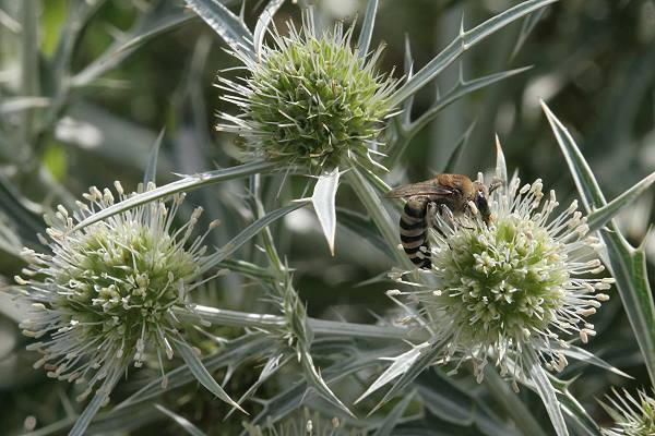 Colletes hylaeiformis auf Eryngium campestre Colletes hylaeiformis auf Eryngium campestre