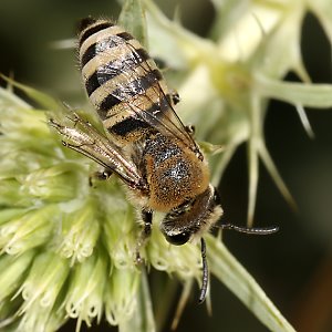 Colletes hylaeiformis, W Colletes hylaeiformis, W