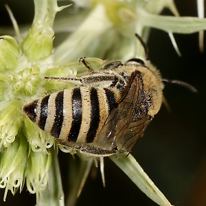 Colletes hylaeiformis, W Colletes hylaeiformis, W