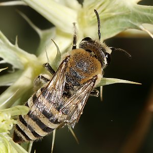 Colletes hylaeiformis, W Colletes hylaeiformis, W