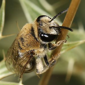 Colletes hylaeiformis, W Colletes hylaeiformis, W