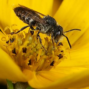 Coelioxys inermis, M
