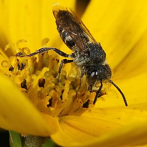 Coelioxys inermis, M