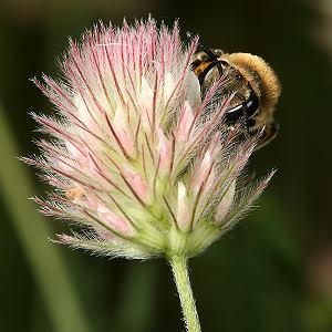 Colletes marginatus, W