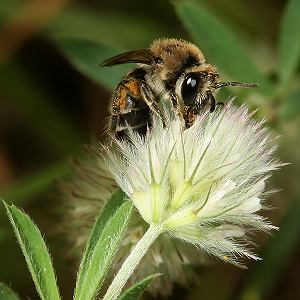 Colletes marginatus, W