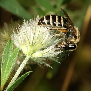 Colletes marginatus, W