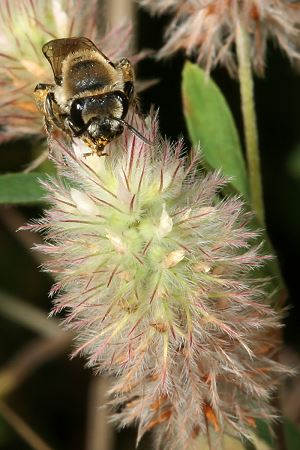 Colletes marginatus auf Hasenklee