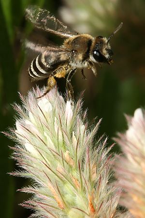Colletes marginatus, von Trifolium arvense abfliegend