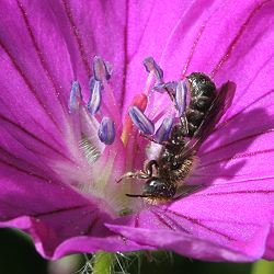 Glockenblumen-Scherenbiene Osmia (Chelostoma) rapunculi, M Glockenblumen-Scherenbiene Osmia (Chelostoma) rapunculi, M