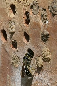 Chlostoma rapunculi, W (1) Chlostoma rapunculi, W (1)