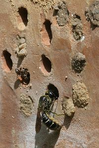 Chlostoma rapunculi, W (2) Chlostoma rapunculi, W (2)