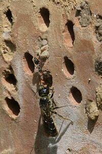 Chlostoma rapunculi, W (3) Chlostoma rapunculi, W (3)