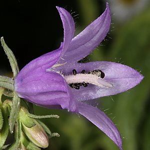 Osmia (Chelostoma) rapunculi, W, in Campanula Osmia (Chelostoma) rapunculi, in Campanula