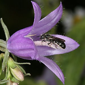 Osmia (Chelostoma) rapunculi, W, auf Stempel Osmia (Chelostoma) rapunculi, W, auf Stempel