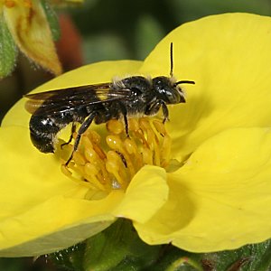 Osmia (Chelostoma) rapunculi, M Osmia (Chelostoma) rapunculi, M