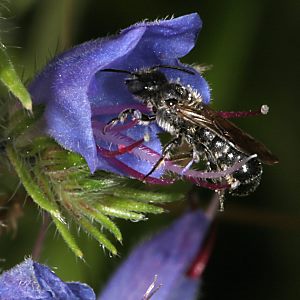 Osmia (Chelostoma) rapunculi, M Osmia (Chelostoma) rapunculi, M