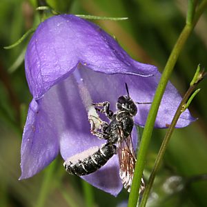 Osmia (Chelostoma) rapunculi, W Osmia (Chelostoma) rapunculi, W