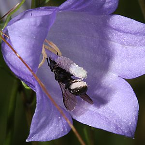 Osmia (Chelostoma) rapunculi, W Osmia (Chelostoma) rapunculi, W