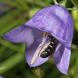 Osmia (Chelostoma) rapunculi, W Osmia (Chelostoma) rapunculi, W