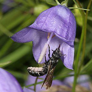 Osmia (Chelostoma) rapunculi, W Osmia (Chelostoma) rapunculi, W