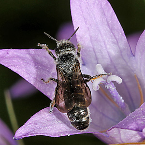 Osmia (Chelostoma) rapunculi, W Chelostoma rapunculi, W