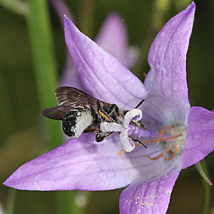 Osmia (Chelostoma) rapunculi, W Chelostoma rapunculi, W