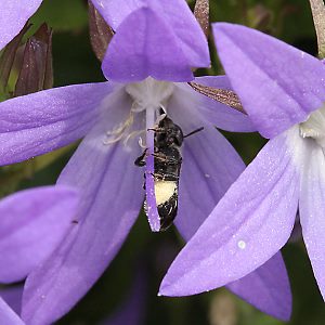 Osmia (Chelostoma) rapunculi, W in Campanula poscharskyana (1) Osmia (Chelostoma) rapunculi, W