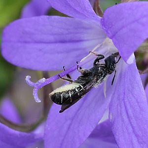 Osmia (Chelostoma) rapunculi, W in Campanula poscharskyana (2) Osmia (Chelostoma) rapunculi, W