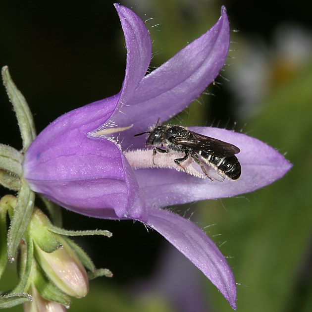 Osmia (Chelostoma) rapunculi, W