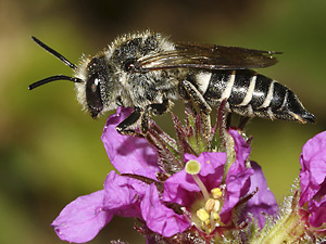 Coelioxys rufescens, W (15.7.2018, foc) Coelioxys rufescens