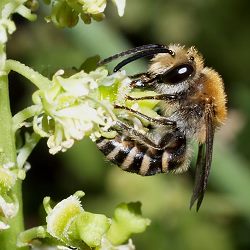 Seidenbiene Colletes similis, M Seidenbiene Colletes similis, M