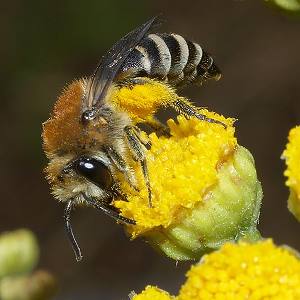 Colletes similis, W Colletes similis, W