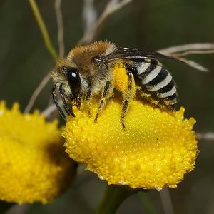 Colletes similis, W Colletes similis, W