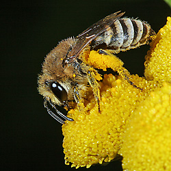 Colletes similis, W auf Tanacetum vulgare Colletes similis, W auf Tanacetum vulgare