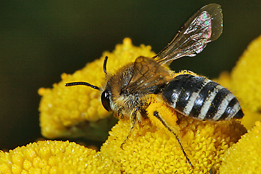 Colletes similis, W auf Tanacetum vulgare Colletes similis, W auf Tanacetum vulgare