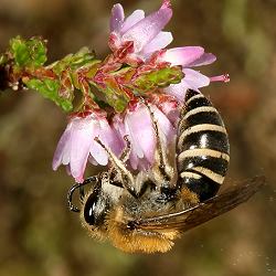 Heidekraut-Seidenbiene (Colletes succinctus), M Heidekraut-Seidenbiene (Colletes succinctus), M
