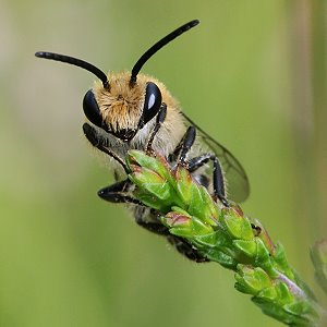 Colletes succinctus, M Colletes succinctus, M