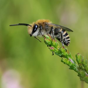 Colletes succinctus, M Colletes succinctus, M