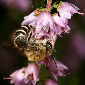 Colletes succinctus, M Colletes succinctus, M