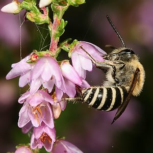 Colletes succinctus, M Colletes succinctus, M