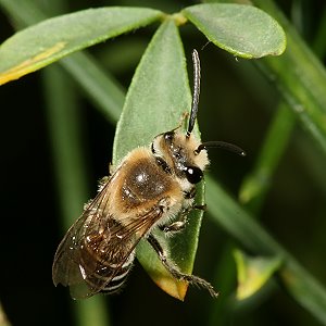 Colletes succinctus, M Colletes succinctus, M