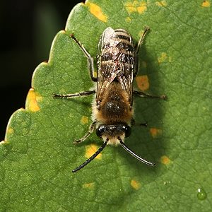Colletes succinctus, M Colletes succinctus, M