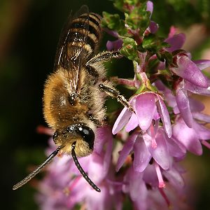 Colletes succinctus, M Colletes succinctus, M