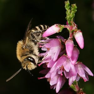 Colletes succinctus, M Colletes succinctus, M