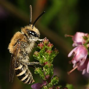 Colletes succinctus, M Colletes succinctus, M