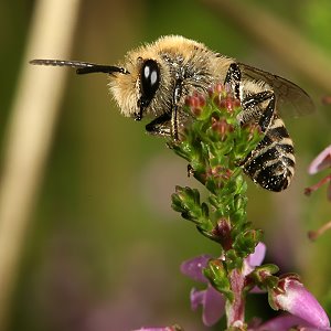 Colletes succinctus, M Colletes succinctus, M